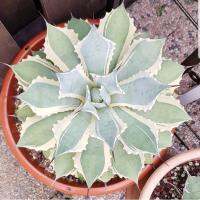 (fengls) Agave potatorum Eye Scream (Variegated Butterfly Agave)อกาเว่ โพเตโตรัม ( ตากรีดร้อง)ไม้อวบน้ำ Succulents