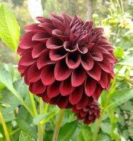 1 หัว/ออเดอร์ รักเร่ Dahlia สายพันธุ์ BLACK SATIN หัวรักเร่ ดอกไม้ หัวหน่อ เหง้า นำเข้า เนเธอร์แลน หัวสดใหม่