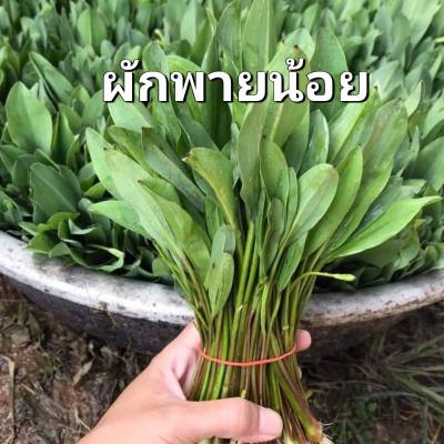 ผักพายน้อย  ผักก้านจอง Limnocharis flava Seeds ผักตะบัน บอนจีน ก้านจอง เมล็ดพันธุ์ ตะละปัด คั่นจอง ผักพาย