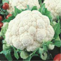 เมล็ดพันธุ์ กะหล่ำดอก สโนว์บอล (Snowball Self Blanching Cauliflower Seed) บรจจุ 100 เมล็ด ของแท้100%