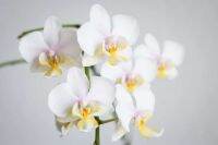 30 เมล็ดพันธุ์ เมล็ดดอกกล้วยไม้  ฟาแลนนอปซิส (Phalaenopsis Orchids) Orchid flower seeds อัตราการงอก 80-85%