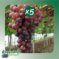 กิ่งพันธุ์องุ่น “เฟรม ซีดเลท” (Flame Seedless) ไร้เมล็ด 5 กิ่ง