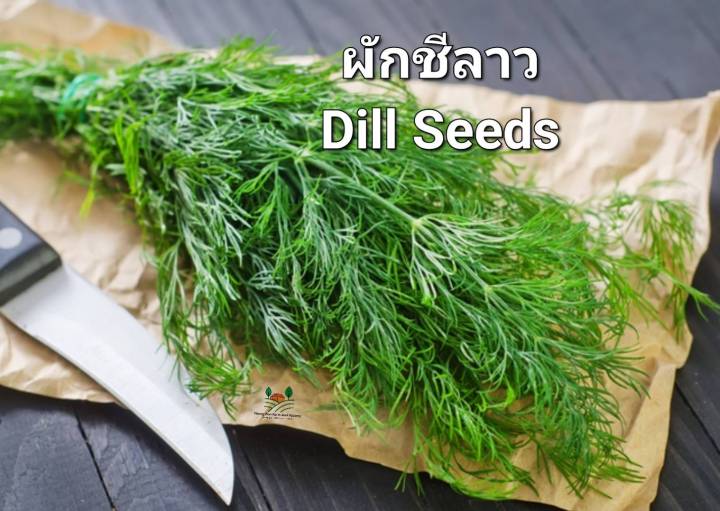 ผักชีลาว-เมล็ดพันธุ์ผักชีลาวแกงอ่อม-dill-seeds-ผักชี
