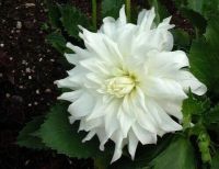 1 เหง้า/ชุด รักเร่ Dahlia Bulb สายพันธุ์ Verda หัวรักเร่ ดอกไม้ หัวหน่อ เหง้า นำเข้า เนเธอร์แลน หัวสดใหม่