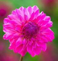 1 หัว/ออเดอร์ รักเร่ Dahlia rhizome สายพันธุ์ SWEET LADY หัวรักเร่ ดอกไม้ หัวหน่อ เหง้า นำเข้า เนเธอร์แลน