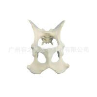 Medical dog pelvic practice teaching model can cutting saws