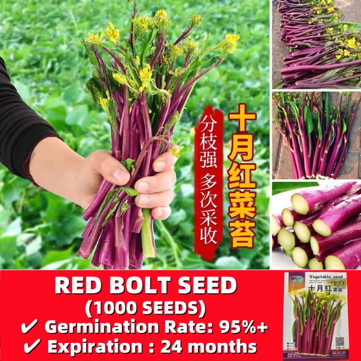 Organic Red Bolt Seeds Easy To Grow in Philippines 1000 Seeds High