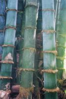 ขายส่ง 100 เมล็ด เมล็ดไผ่หกยักษ์ The giant bamboo มีชื่อเรียกอย่างอื่นว่า หว่าซึ ไผ่นวลใหญ่ ไผ่โป ไผ่ยักษ์ Bamboo seeds ไผ่ วงศ์หญ้า ไม้ไม่ผลัด