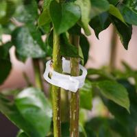 Plant Fixing Clip Growing Clip Tomato Rattan Plastic Hanger Rattan Buckle Buckle Clip Y4A5