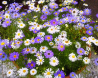 70+ เมล็ด เดซี่สวอนริเวอร์คละสี - Mixed Swan river Daisy