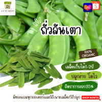 เมล็ดพันธุ์ถั่วลันเตา  จำนวน 60  เมล็ด อัตราการงอก95% ปลูกง่าย โตไว(มีของแถมเป็นเมล็ดผักกวางตุ้งทุกออเดอร์)