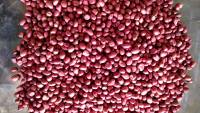 เมล็ดพันธุ์ถั่วลิสง  เมล็ดแดง สำหรับทาน หรือปลูกได้   ขายเป็นกิโล  1 kg 129 บาท