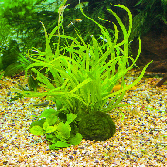 Kích thước 3-4 cm. tảo marimo - ảnh sản phẩm 6