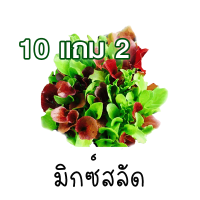 10 แถม 2 ?ผักสลัดมิกซ์?ถูกที่สุด 7บ.?เมล็ดพันธุ์ผักสลัดมิกซ์ 100 เมล็ด?งอกง่าย ?โตไว☘️พุ่มใหญ่?ทานอร่อย