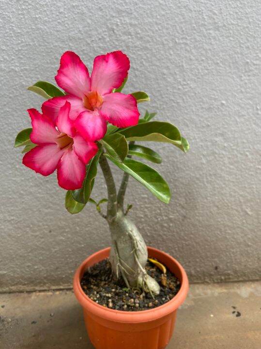 ADENIUM REAL LIVE PLANT (POKOK ADENIUM) | Lazada