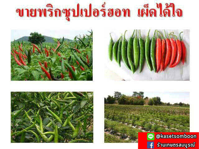 พริกซุปเปอร์ฮอท2-f1-เมล็ดพันธุ์พริกขี้หนู-ซุปเปอร์ฮอต-20-50-ก-ตราศรแดง