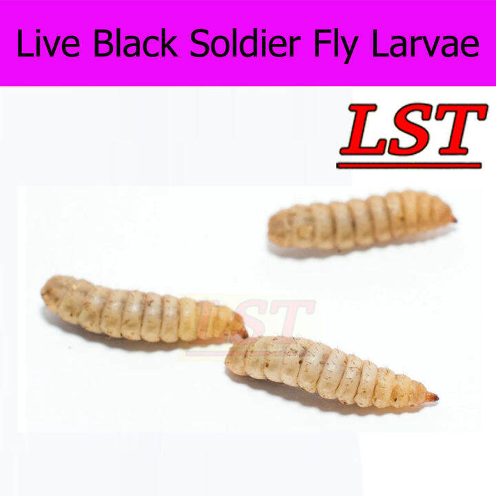 100g Live Black Soldier Fly Larvae (BSFL) / Phoenix Worms, Food
