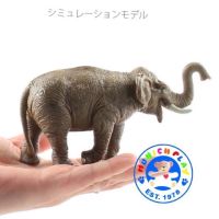 Munich Play - โมเดลสัตว์ Elephant ช้าง เอเชีย ขนาด 15.00 CM (จากหาดใหญ่)