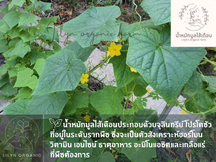 น้ำหมักมูลไส้เดือนสด-พิเศษสูตรเข้มข้น-lilyns-organic-farm-1ลิตร