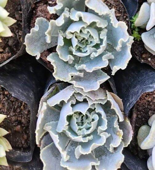 blue curl succulent live plant | Lazada PH