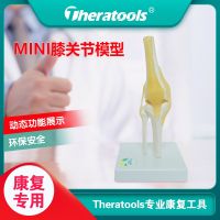 Dynamic model of knee joint mini medical joint movable body bone rehabilitation knee ligament teaching model