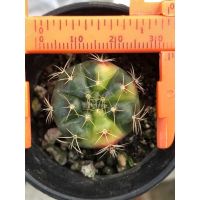 มาใหม่จ้า ยิมโนแม่ลูกดกด่าง Gymnocalycium damsii ขายดี ต้นไม้ ฟอก อากาศ กระถาง ต้นไม้ ไม้ ประดับ ต้นไม้ ปลูก ใน บ้าน