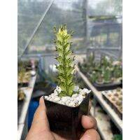 พร้อมส่ง โปรโมชั่น Euphorbia mayurnathanii variegated ยูโฟเบียด่าง สลักได ส่งทั่วประเทศ พรรณ ไม้ น้ำ พรรณ ไม้ ทุก ชนิด พรรณ ไม้ น้ำ สวยงาม พรรณ ไม้ มงคล