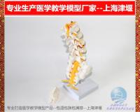 Production and processing the human body vertebra five lumbar spine model with coccyx model II lumbar with nerve