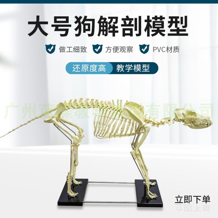 pet-orthopaedics-instrument-dog-cat-dog-dog-bone-specimens-of-animal-model-teaching-skeleton-bone-bone-model