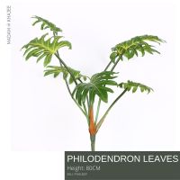 Philodendron 80 CM- ต้นฟิโลเดนดรอน 80 ซม.