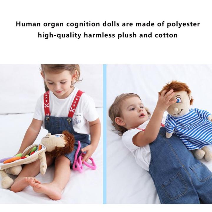 human-body-toys-3d-early-learning-human-body-organs-toys-body-organ-awareness-teaching-tools-montessori-preschool-educational-organ-plush-toys-for-kids-cosy