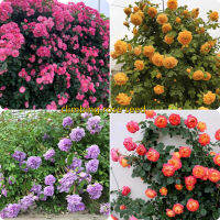 ปลูกง่าย ปลูกได้ทั่วไทย ของแท้ 100% 100PCS Multicolor Climbing Rose Seeds Flower Seed เมล็ดดอกกุหลาบ กุหลาบหิน กุหลาบเลื้อย เมล็ดดอกไม้ ต้นไม้มงคล ต้นไม้ฟอกอากาศ ไม้ประดับ เมล็ดดอกไม้สวย บอนไซ บอนสีหายาก แต่งบ้านและสวน Plants Seeds for Home Garden