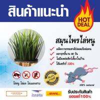 ไล่หนู (rat repellent) ที่ไล่หนู ไล่แมลงสาบ สมุนไพรไล่หนู 89 บาท ปลอดภัย 100% รับรองหนูหายหมดบ้านชัวร์!! ส่งไว มีบริการเก็บเงินปลายทาง