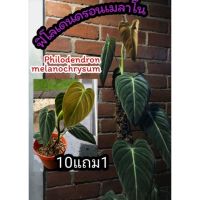 ต้นPhilodendron melanochrysum ฟิโลเมลาโน ฟิโลเดนดรอนเมลาโน  ต้นไม้ฟอกอากาศ  ไม้มงคล ไม้ใบ จัดสวน แต่งบ้าน ไม้เลื้อย ดิน