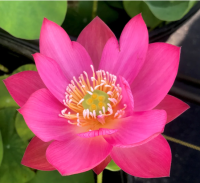 3 Seeds เมล็ดพันธุ์บัว บัวนอก บัวสายงาม บัวฉัตร บัวประดับสวน สายพันธุ์ Tiny Red Gulang Lotus สีชมพู สดใส บานเย็น Waterllily Lotus Seeds