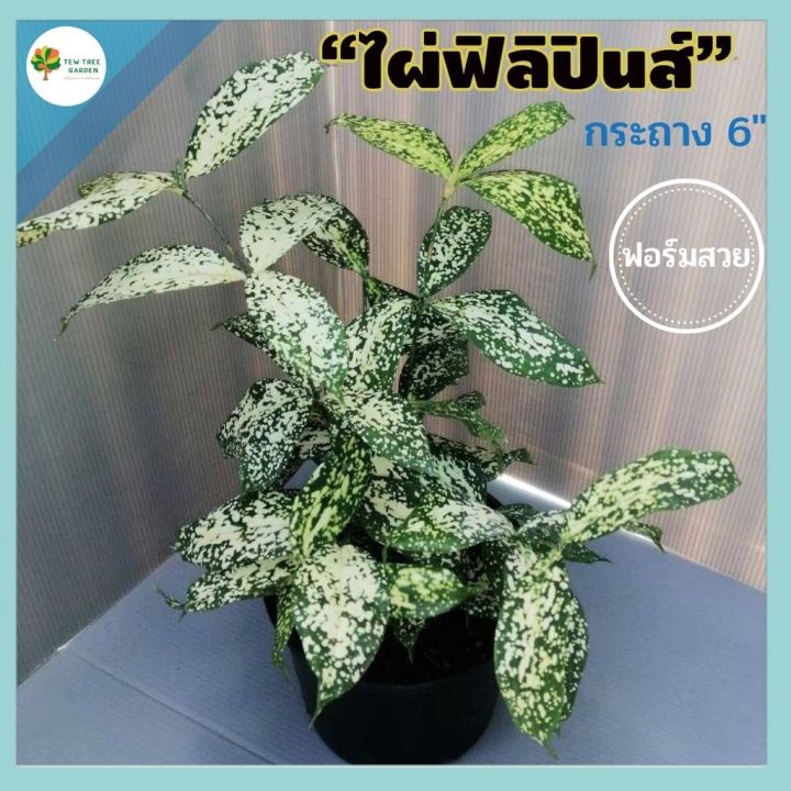 pro-โปรแน่น-ไผ่ฟิลิปินส์-ไผ่ฟิลิปินส์ด่าง-ส่งพร้อมกระถาง-6-นิ้ว-ไม้ประดับสวน-ประดับบ้าน-ปลูกเลี้ยงง่าย-สีใบด่างสวยมาก-ราคาสุดคุ้ม-พรรณ-ไม้-น้ำ-พรรณ-ไม้-ทุก-ชนิด-พรรณ-ไม้-น้ำ-สวยงาม-พรรณ-ไม้-มงคล