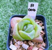 H.Doragon ball obtusa x cymbiformis A004 (ดราด้อนบอล)