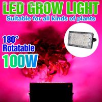 Phytolamp แบบเต็มโคมไฟไฟ Led 50W 100W สำหรับระบบปลูก Grow