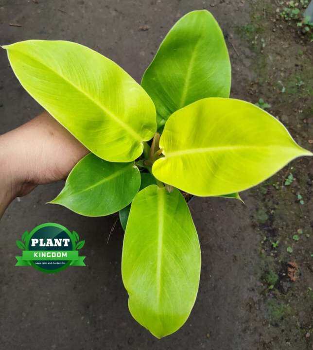 Philodendron Hope (Live plants) with FREE Plastic pot ( Indoor plant