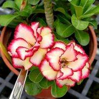 8 เมล็ด เมล็ดพันธุ์ ชวนชม สายพันธุ์ Yellow Lips สีเหลือง Desert Rose Adenium Seed กุหลาบทะเลทราย ราชินีบอนไซ มีคู่มือปลูก ปลูกประดับบ้าน เป็นมงคล