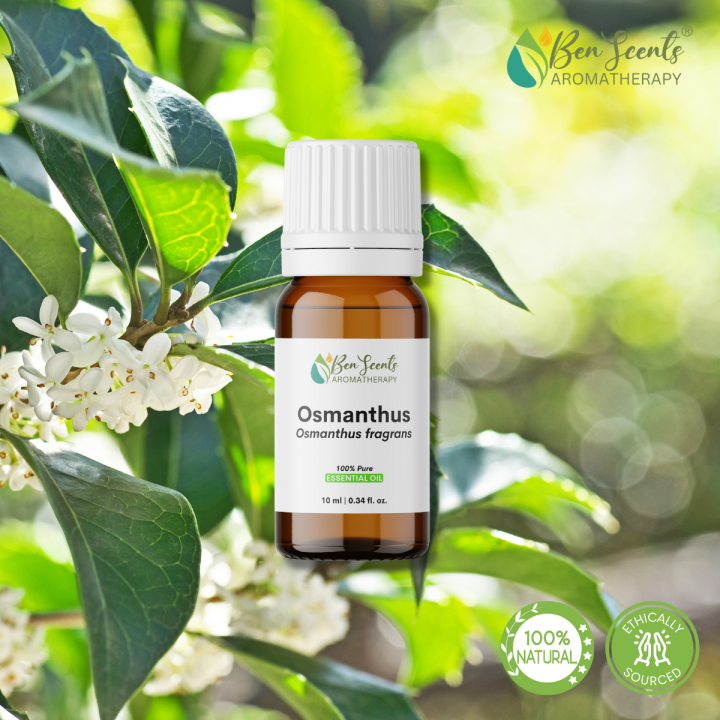 Osmanthus Essential Oil Lazada PH
