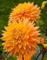 1 หัว /ชุุด เหง้า ต้นรักเร่ Dahlia Bulb สายพันธุ์ Aztec Gold สีส้ม หัวรักเร่ ดอกไม้ ดอกรักเร่ รักแรกพบ เฟิร์สเลิฟ ดอกไม้นำเข้า พร้อมให้ดอก