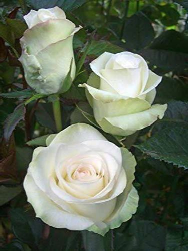 5-เมล็ด-เมล็ดกุหลาบ-สีขาว-ดอกใหญ่-สายพันธุ์ของแท้-100-เมล็ดกุหลาบ-ดอกกุหลาบ-ปลูกกุหลาบ-กุหลาบ-อัตราการงอก70-80-rose-seed-มีคู่มือวิธีปลูก