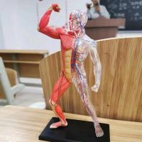 4 dmaster little human musculoskeletal model brain internal medical anatomy teaching of biological specimen mould