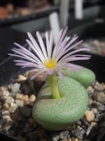 10 เมล็ด เมล็ดพันธุ์ Conophytum โคโนไฟตัม กระบองเพชร ไม้อวบน้ำ กุหลาบหิน แคคตัส Castus สายพันธุ์ jucundum ssp ruschii