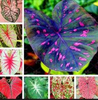 บอนสี 100เมล็ด Mixed Colors Caladium Seeds Flower Seed บอนสีหายาก ต้นไม้บอลสี ต้นไม้มงคล ต้นไม้ฟอกอากาศ เมล็ดดอกไม้