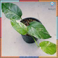 Epipremnum Pinnatum Variegated อิพิพรีนั่ม ด่างขาว flashsale ลดกระหน่ำ