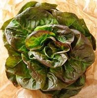 Bronze Mignonette Lettuce (1000 seeds) ผักสลัด บลอนซ์ มินยะเนท (1000 เมล็ด)