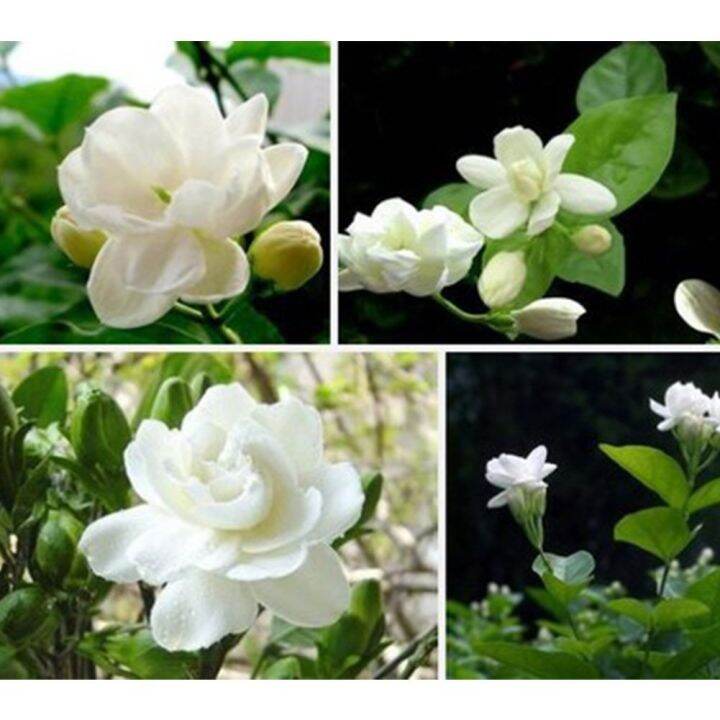 10-เมล็ดพันธุ์-bonsai-มะลิซ้อน-jasmine-flower-seed-มีคู่มือพร้อมปลูก-อัตรางอก-80-85