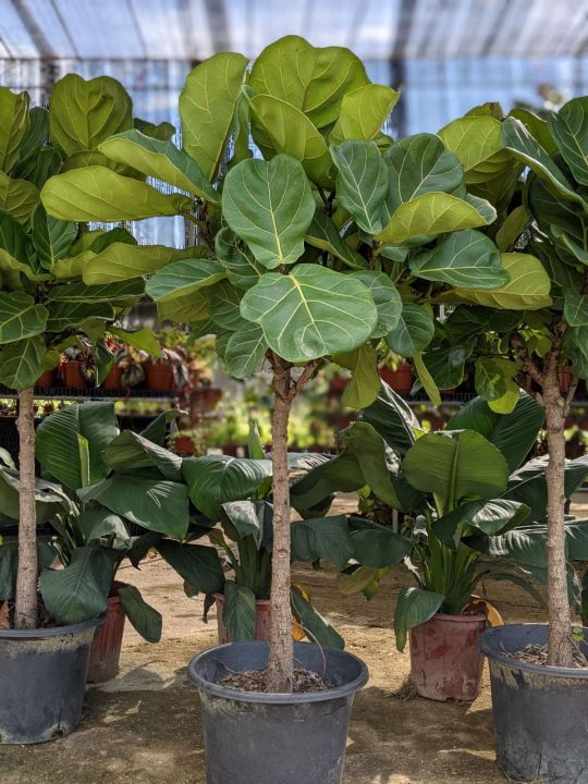 Fiddle Leaf Fig Tree seed 100pcs(Ficus Lyrata) - Fuss-Free and Easy ...